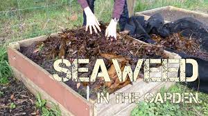 Check spelling or type a new query. How Why I Use Seaweed In The Garden Youtube