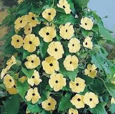 Pin On Black Eyed Susan Vine