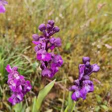 Image result for Brachycorythis buchananii