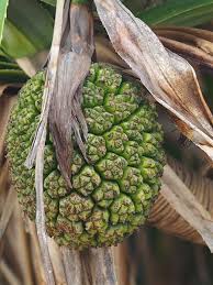 Image result for Pandanaceae