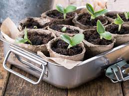 Seed Starting Tips - Learn About The Best Time To Start Seeds