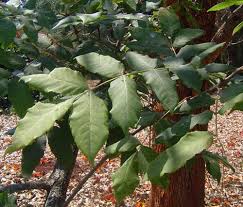 Image result for Fernandoa