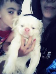 Registro Cubano de Mascotas