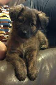 Black Golden Retriever German Shepherd Mix Puppies Photos German Shepherd Mix Puppies Shepherd Mix Puppies Golden Retriever German Shepherd