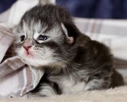 New kitten videos 2020 | baby kittens eating dry food for the first time. Newborn Baby Kitten Cute Cats Baby Cats Cute Cats And Kittens