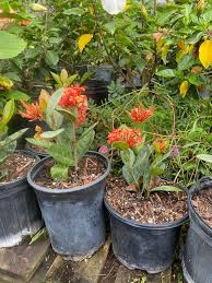 Image result for Ixora laurentii