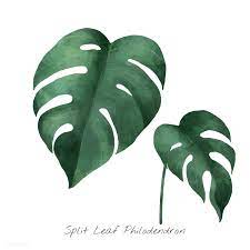 Split Leaf Philodendron Isolated On White Background Free Image By Rawpixel Com Philodendron Watercolor Plants Leaves