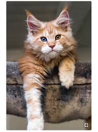 See photos of cute kittens in your area. Pin On Adorable Kittens And Cats