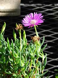 Image result for Lampranthus spp.