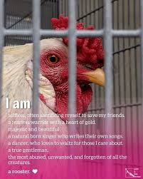 So it went home with you!! Rooster Bitchin Chickens