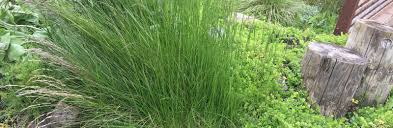 Image result for Toddaliopsis