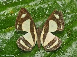 Image result for Nesaea pedroi