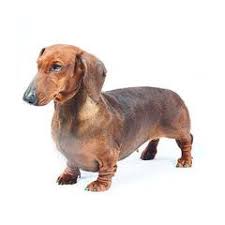(daughter and mom) we are a small breeder in east tennessee, specializing in breeding and selling smooth and long hair and wire hair miniature dachshunds in several colors and patterns. Dachshund Dog Breed Profile Purina