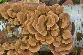 Image result for Trichaptum biforme
