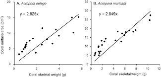 Image result for Selago cecilae