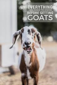 Caring For Goats 15 Things I Wish I Knew Before Getting Goats Updated Boxwood Ave Goat Care Goats Raising Goats
