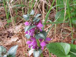 Image result for Lamiaceae