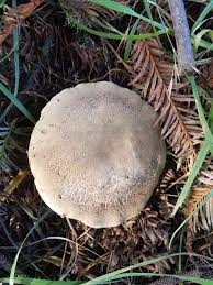 Image result for Xerocomellus diffractus