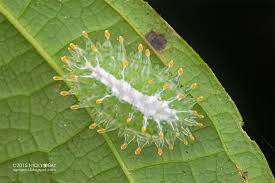 Jewel Caterpillar Minacraga Argentata Dsc 3813 Weird Insects Beautiful Bugs Caterpillar Insect