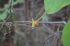 Image result for Kedrostis foetidissima