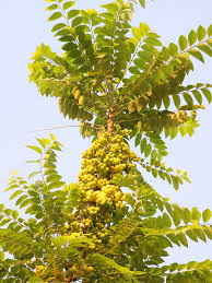 Image result for Phyllanthus engleri