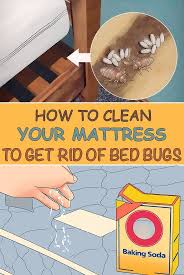 How To Clean Your Mattress To Get Rid Of Bed Bugs Simple Tips For You Rid Of Bed Bugs Bed Bugs Infestation Bed Bugs