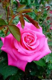 Perguntaram à flor de onde vinha. Ela respondeu: De uma semente de amor que  não se acovardou.