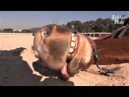 They're all just too great in my own eyes. Lazy A Horse Plays Dead Every Time You Ride Kritter Klub Youtube