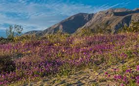Hornblade canyon in anza borrego ( off s2 by box canyon marker) is spectacular right now. Borrego Springs Super Bloom 2019 Westcoaster