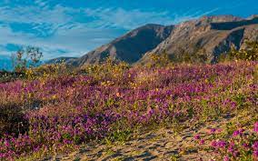 Hornblade canyon in anza borrego ( off s2 by box canyon marker) is spectacular right now. Borrego Springs Super Bloom 2019 Westcoaster