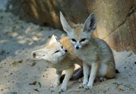 20 Amazing Animal Adaptations For Living In The Desert Animals Animal Adaptations Cute Animals