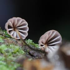 Image result for Marasmius opacus