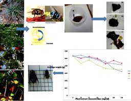 Image result for Eriosema affine