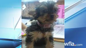 You deserve a puppy today! Yorkie Stolen From Tampa Bay Area Pet Store