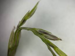 Image result for Digitaria nuda