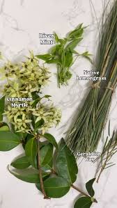 Image result for Marsdenia sylvestris