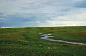 Image result for Limnophyton angolense