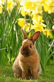 ประภาพรรณ ปานอำพ นธ adli kullanicinin cute animals panosundaki pin hayvan hayvanlar cok sirin hayvanlar