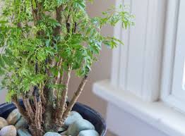 Image result for Polyscias fruticosa