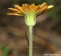 Image result for Disperis virginalis