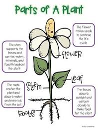 Click on the image below to see it in its own window (close that window to return to this screen) or right click and save image to your hard drive to print from your own image software at your convenience. Label The Parts Of Plants Brainly In