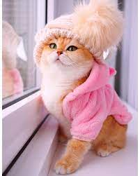 Senyum comel 11 gambar kucing parsi yang gebu via abangsenyum.blogspot.com. 11 Kucing Parsi Ideas Kucing Parsi Haiwan Peliharaan Haiwan