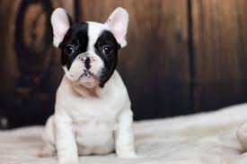 Find the perfect french bulldog puppy for sale in arizona, az at puppyfind.com. Upcoming Colors Prices Tomkings Kennel