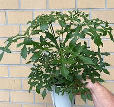 Image result for Cussonia corbisieri