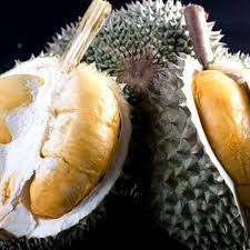 Bibit durian ochee / duri hitam ini ciri nya selain durian musangking, durian duri hitam merupakan varietas durian unggul kebun durian duri hitam atau durian oche/ochi. Durian Duri Hitam Varietas Unggul Berbuah Cepat Taman Inspirasi Safa