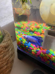 Watch your betta fish carefully when you drop the food in to see if it really isn't eating, or if you're just giving it a little bit more food than it can handle. My Fish Los Has Been Sitting Here Recently And Not Moving Does Anyone Know What Could Be Wrong He Is Only 1 Bettafish