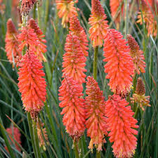 Image result for Kniphofia
