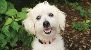 Camarillo animal shelter 600 aviation drive camarillo, ca to help control pet overpopulation in ventura county, vcas offers lower pet license fees for pets who. Vca Careclub Adult Dogs Vca Hospitals