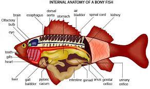 Http Www Animalsworlds Com Images Internal Anatomy Jpg Ikan Anatomi Dan Fisiologi Hewan