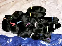 We are english labrador retriever breeders, servicing all of the california area of orange county, los angeles county, san diego county, riverside county, kern county, san bernardino county, ventura county. Dog Gives Birth To One Of Largest Ever Labrador Litters The Independent The Independent
